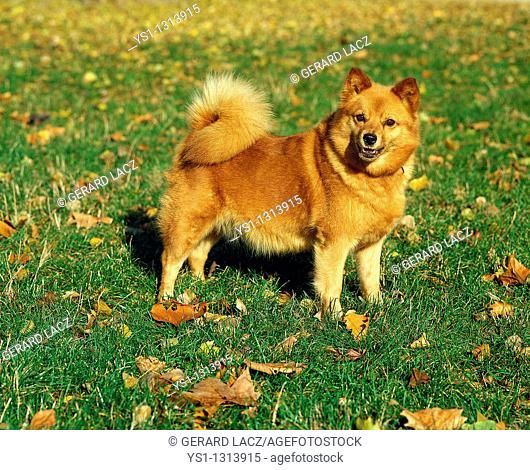 FINNISH SPITZ, ADULT IN DEAD LEAVES