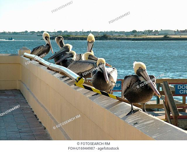St. Petersburg, FL, Florida, Tampa Bay, The Pier, brown pelicans