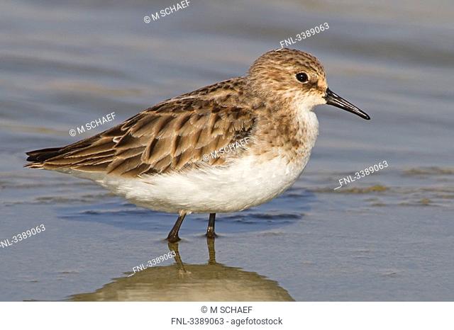 Little Stint Calidris minuta standing in the water, close-up
