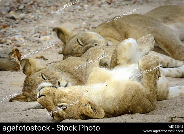 Masai lion or East African lion (Panthera leo nubica syn. Panthera leo massaica) pride sleeping. Ruaha National Park. Tanzania