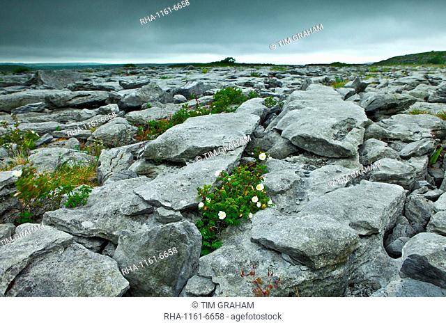 Limestone pavement glaciated karst landscape and native flora in The Burren, County Clare, West of Ireland