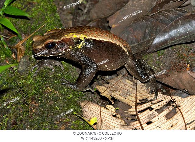 Toad Rhinella sp., Yasuni National Park, Ecuador