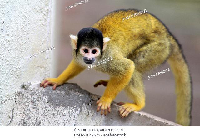 APELDOORN - The first time outside till the winter for the squirrel monkeys in the primate park Apenheul in the Dutch city Apeldoorn Thursday 26-3-2015