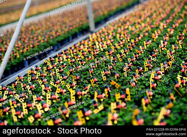 PRODUCTION - 21 December 2022, Lower Saxony, Weener: Numerous clover plants, decorated with a small chimney sweep, stand in a greenhouse of a horticultural...