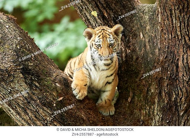 Close-up of a Siberian tiger cub (Panthera tigris altaica) in late summer