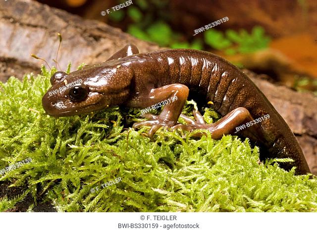 Northwestern salamander (Ambystoma gracile), on mossy branch