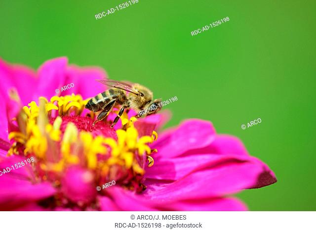 honey bee, Apis mellifera, is collecting nectar, elegant zinnia, Zinnia elegans, Kempen, NRW, Germany, Europe