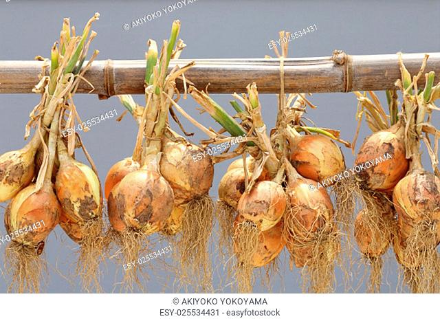 Hanging bunch of fresh onion