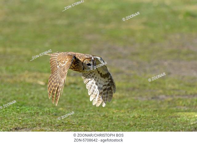 Waldkauz, Strix aluco, Tawny Owl
