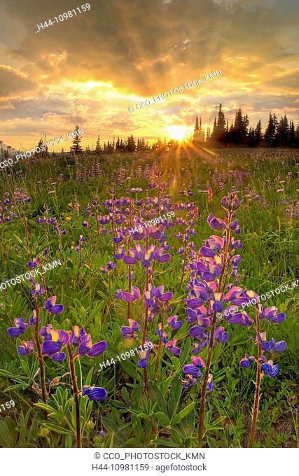 wildflowers in Mount Rainier National Park