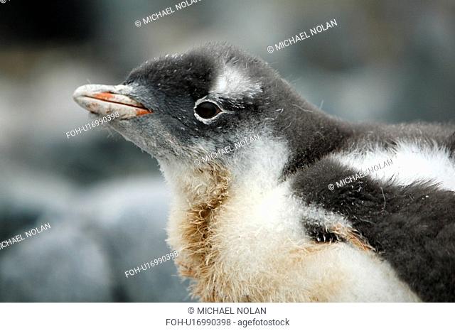 Gentoo penguin Pygoscelis Papua downy chick on Jougla Point, Wiencke Island, near the Antarctic Peninsula