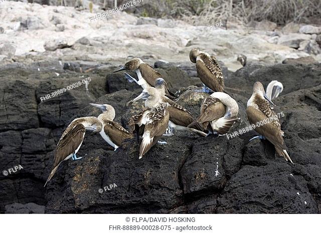 Blue footed boobies, Sula Nebouxii excisa, group on Galapagos islands