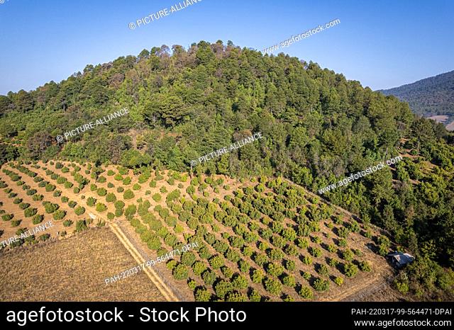FILED - 16 March 2022, Mexico, Morelia: Avocado trees grow on newly planted land next to deciduous forest. Avocados are one of the most lucrative commodities...