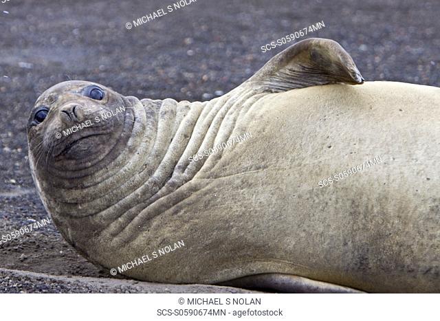 Young female southern elephant seal Mirounga leonina on Deception Island, Antarctica MORE INFO Elephant seals must go through a catastrophic molt each year This...