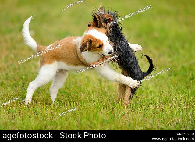 Kooikerhondje and Yorkshire Terrier dog puppies playing on a meadow