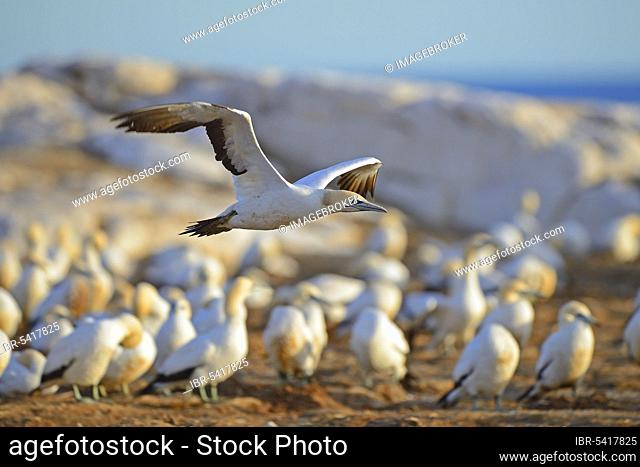 Cape gannet (Morus capensis), Bird Island, Lamberts Bay, Western Cape, South Africa, Africa