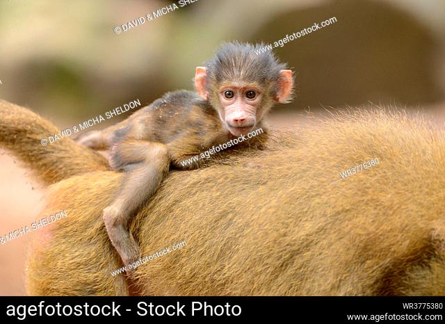Guinea baboon (Papio papio) youngster on mother's back