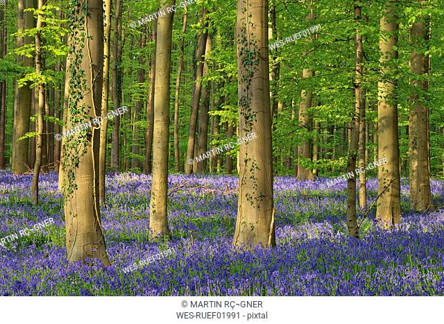 belgium, Flemish Brabant, Halle, Hallerbos, Bluebell flowers, Hyacinthoides non-scripta, beech forest in early spring