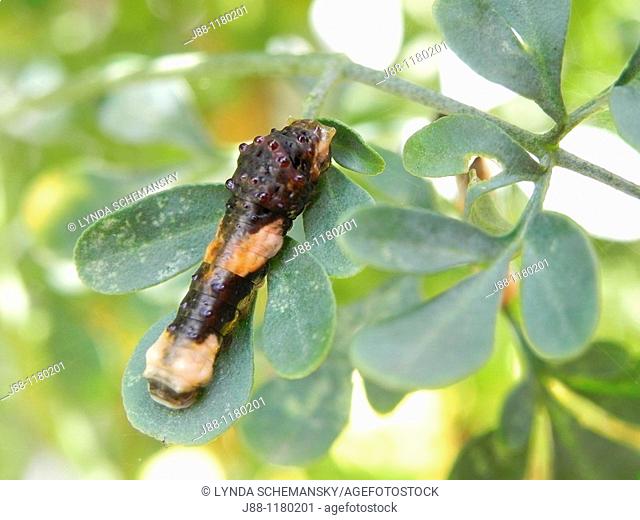 Caterpillar of the Giant Swallowtail Butterfly, Papilio cresphontes, eating leaves of it's host plant, Rue, Ruta graveolens