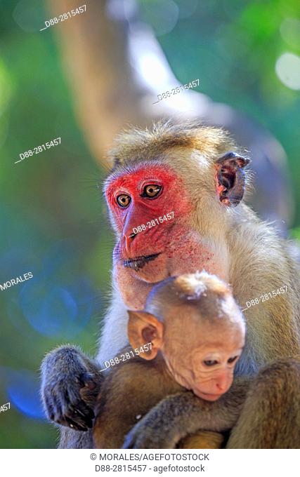 Sri Lanka, Yala national park, Toque macaque (Macaca sinica)