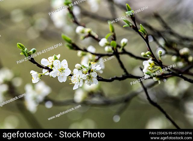 25 April 2023, Baden-Württemberg, Rottweil: Flowers hang from branches of a tree on a rainy morning. Photo: Silas Stein/dpa