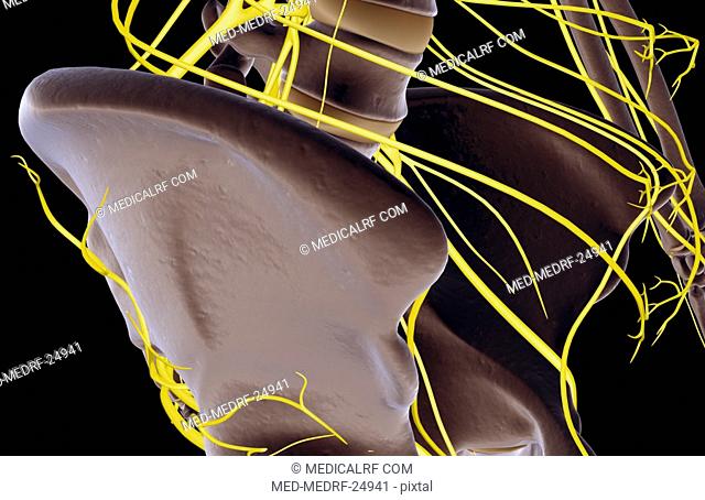 The nerves of the hip