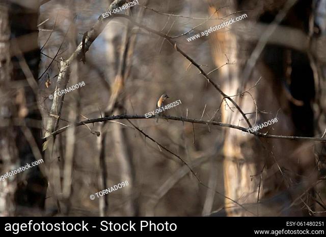 Eastern bluebird (Sialia sialis) looking around curiously from its perch on a tree branch