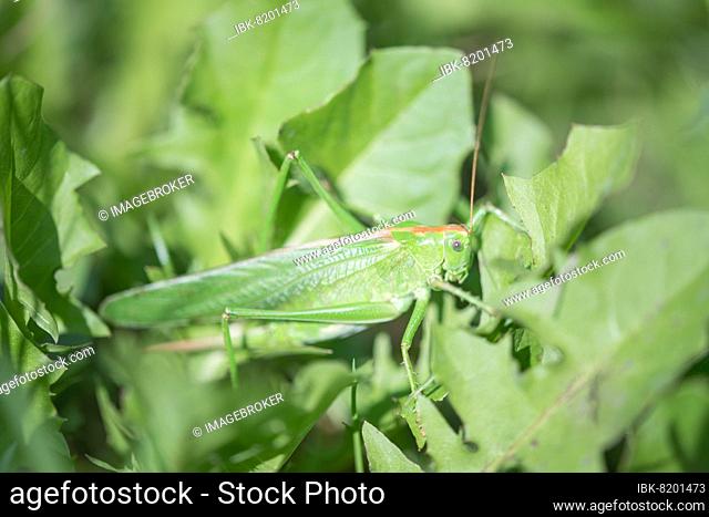 Great green bush cricket (Tettigonia viridissima), female, sitting well hidden in summer meadow, Velbert, North Rhine-Westphalia, Germany, Europe