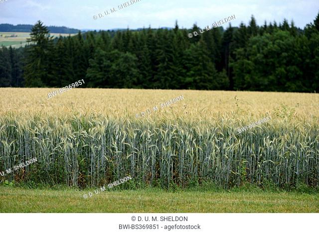 cultivated rye (Secale cereale), rye field, Germany, Bavaria, Oberpfalz