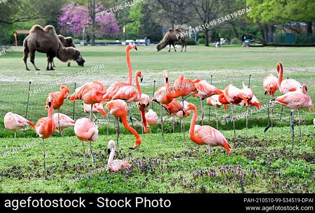 06 May 2021, Berlin: Flamingos are standing on a meadow in the Tierpark Berlin. Behind them the Bactrian camels, easily distinguishable from the dromedary by...