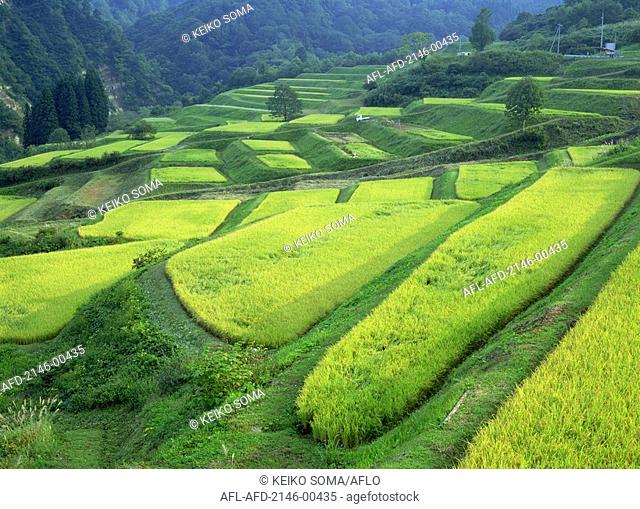 Terraced Rice Field, Shikamura, Yamagata Prefecture