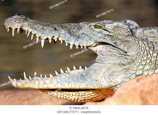 big head of crocodile resting on a rock with open mouth