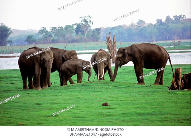 Elephants , Kabini , Karnataka , India