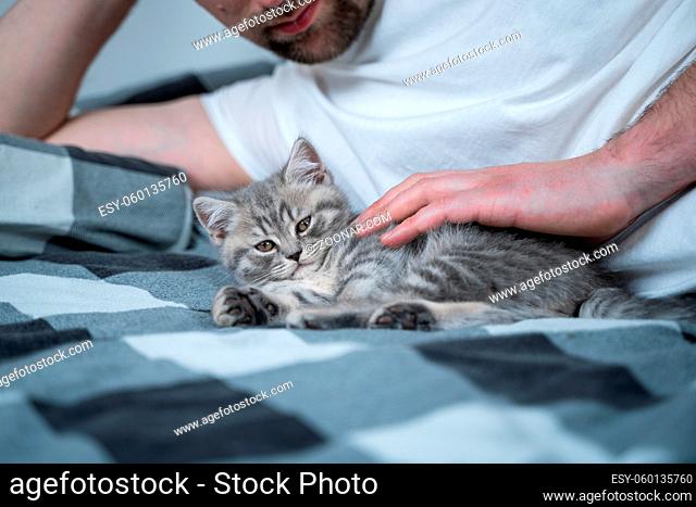 Best friends taking nap. Man lies on bed and plays with British little kitten. Relationship of owner and domestic feline animal pet