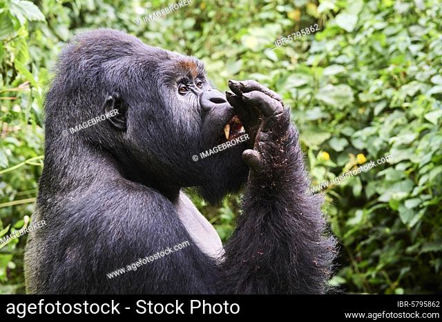 Mountain gorilla silverback Humba (Gorilla beringei beringei) licks his fingers after eating driver ants (Dorylus sp.), Virunga National Park, North Kivu