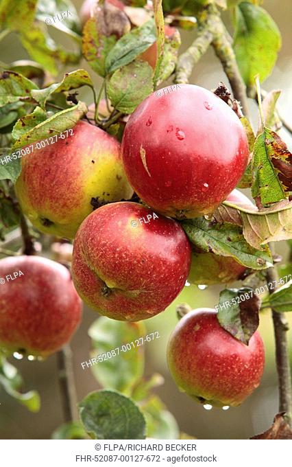 Cultivated Apple Malus domestica 'American Mother', U S A dessert apple, fruit on tree in orchard, Shropshire, England