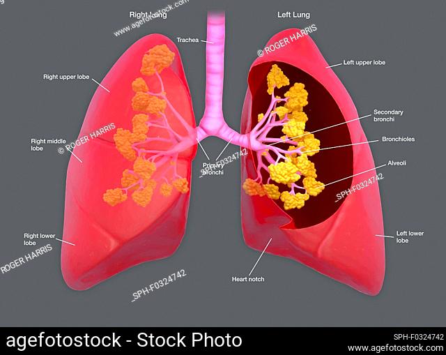 Annotated illustration of human lungs. The lungs transport oxygen into the body through breathing. The trachea (windpipe) brings in air through tubular