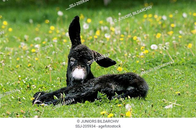 Poitevin Donkey. Foal lying on a pasture. Germany