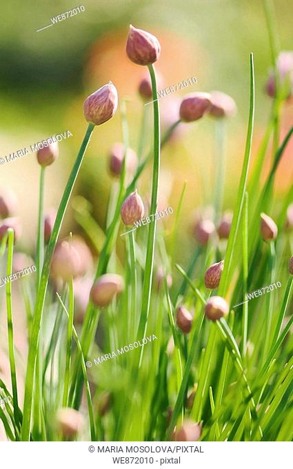 Kitchen Garden Patch of Chives Onions in Bud