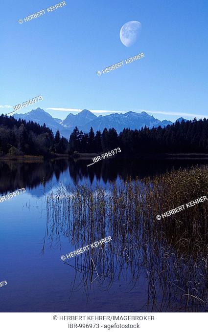 Hegratsrieder See, lake, near Buching, Allgaeu, Bavaria, Germany, Europe