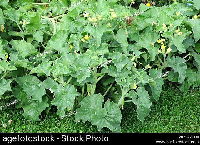 Squirting or exploding cucumber (Ecballium elaterium) is a perennial prostrate plant native to Europe, northern Africa and western Asia