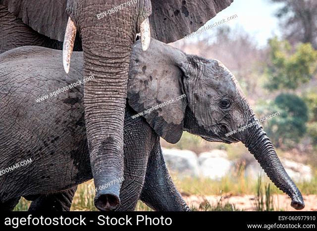 Bonding Elephants in the Kruger National Park, South Africa