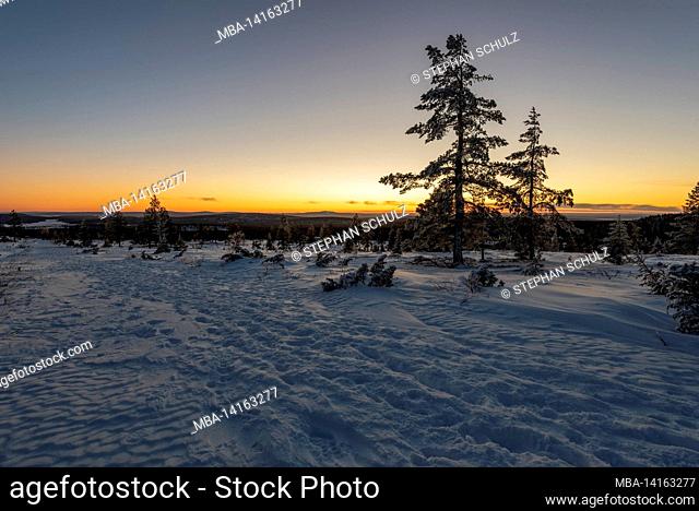 sunset, tree line, pallastunturi, muonio, lapland, finland