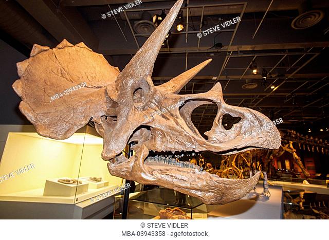 China, Skelton of Triceratops Horridus