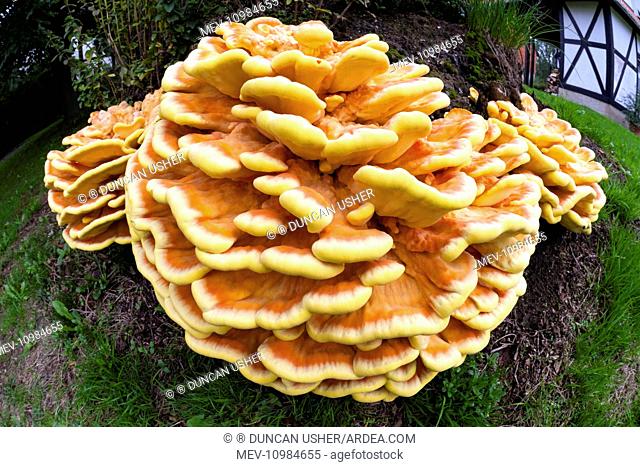 Chicken of The Woods fungus - brackets on tree stump in garden Lower Saxony, Germany (Laetiporus sulphureus)