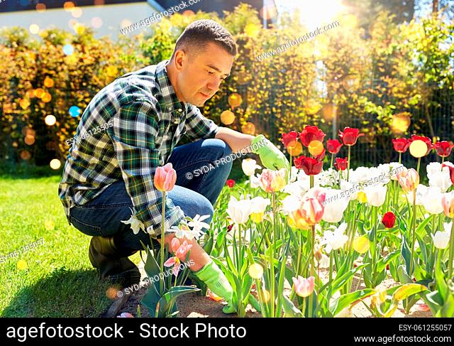 middle-aged man taking care of flowers at garden