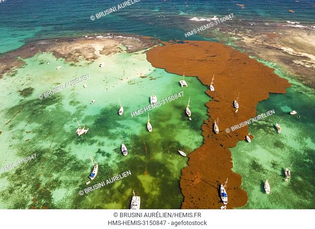 France, Caribbean, Lesser Antilles, Guadeloupe, Grande-Terre, Saint-François, Aerial view of the marina invaded by brown algae (Sargassum) (aerial view)