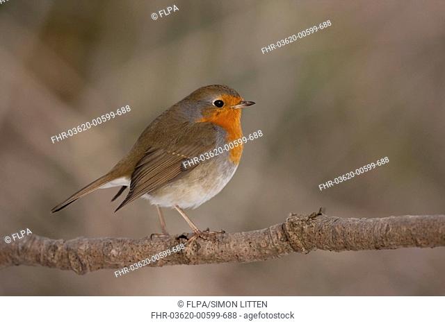 European Robin Erithacus rubecula adult, perched on branch, England, winter