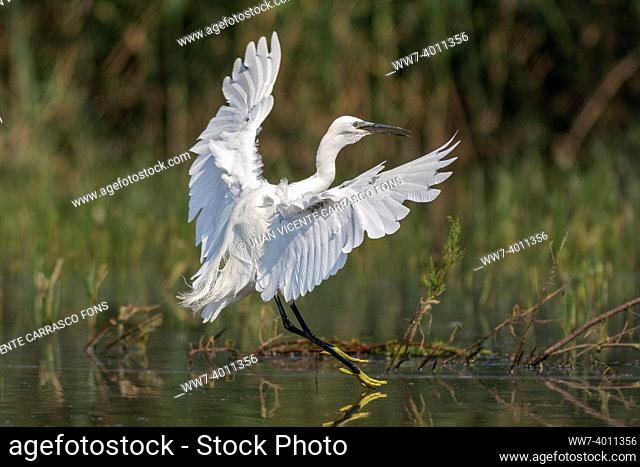 Little egret, Egretta garzetta, landing on lake
