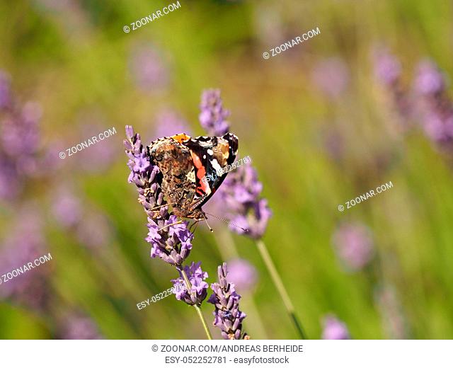 Butterfly red admiral (Vanessa atalanta) on Lavender in a park